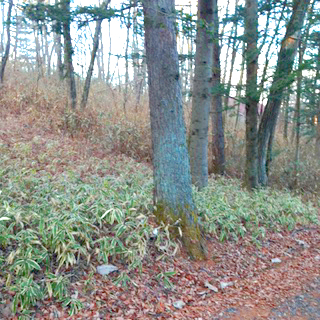 南軽井沢 LAKE RESORTS 八風の郷 売地